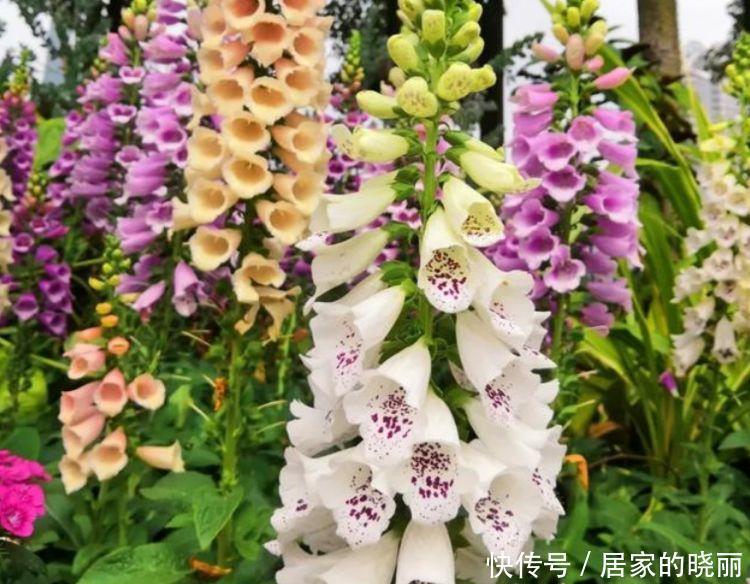 养上4种“有钱花”,财源滚滚来,开花就爆盆,不易生病好养护