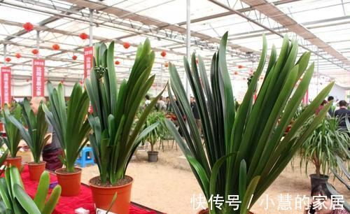 养好君子兰要先养好根，四种东西养根又护根，是多年经验的积累