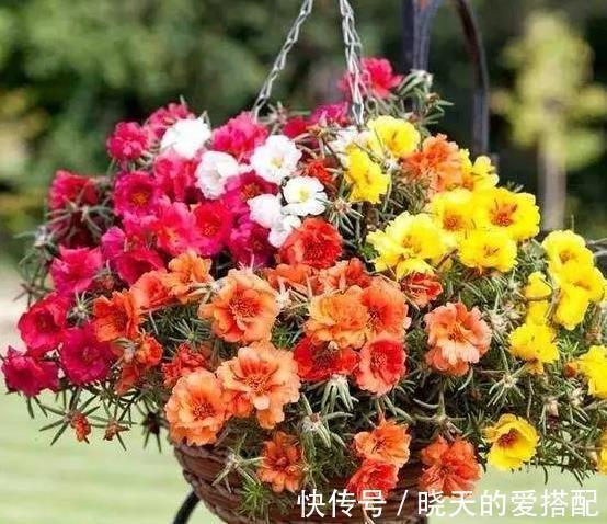 漂亮养眼的8种吊篮植物,绿萝,吊兰都弱爆了