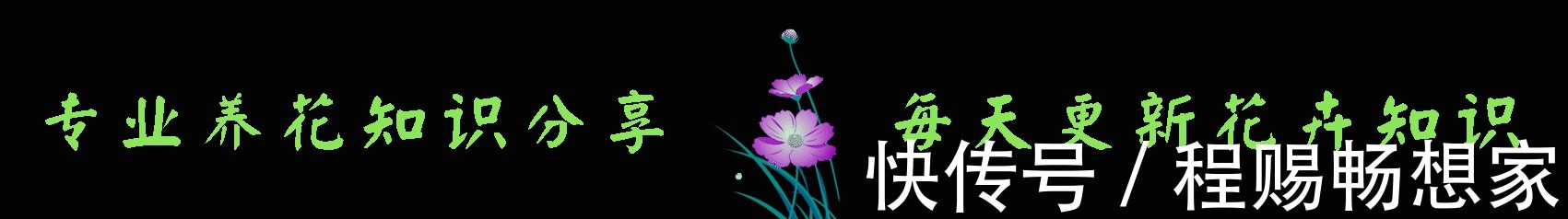 2款适合新手种植的花,一养就爆盆,花大色艳,四季都开花,超美