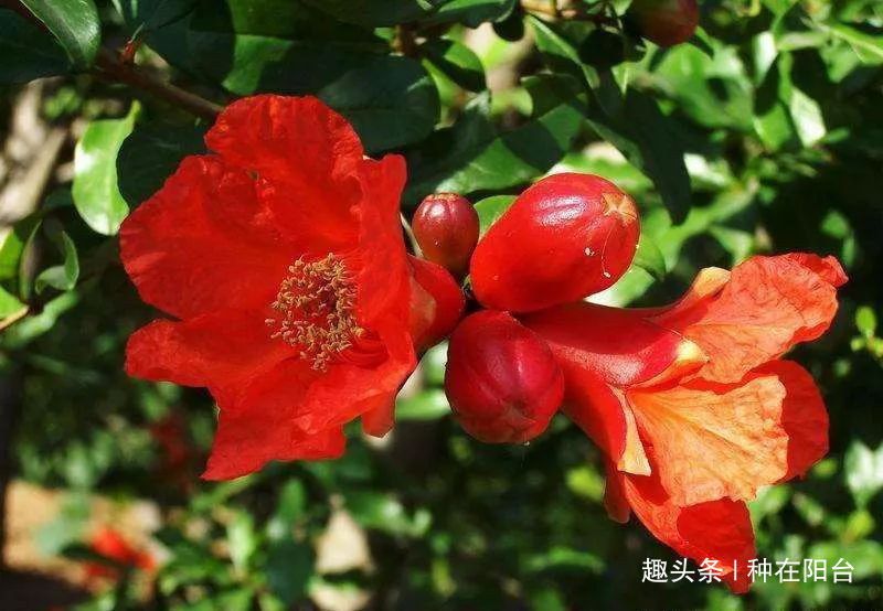 你家盆景石榴不开花、不结果别急,一把剪刀就能解决!