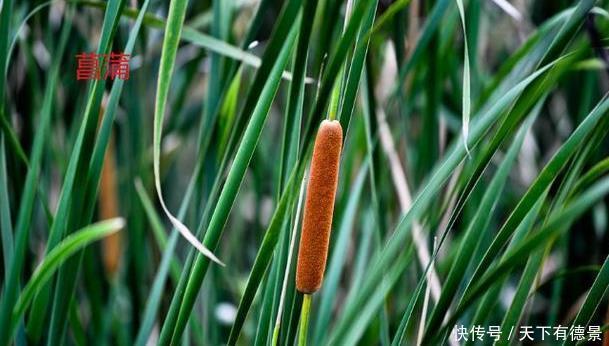  生长环境|兰花和麦冬、菖蒲有啥不一样？