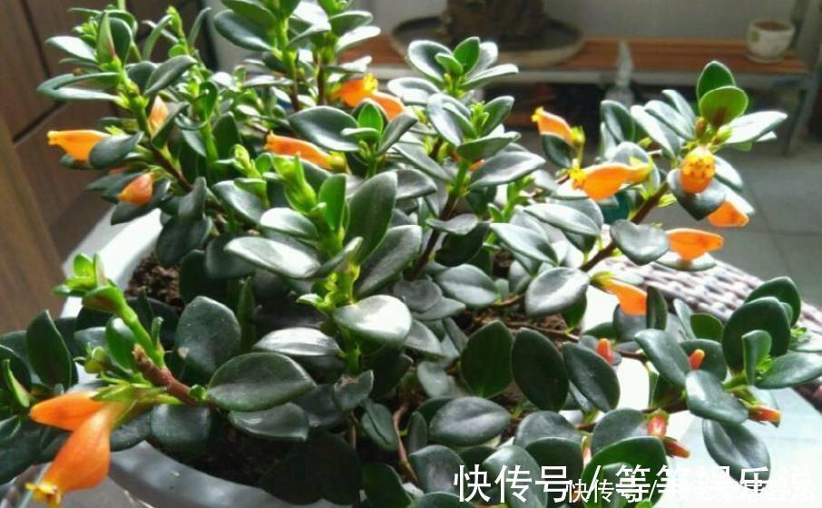 最耐阴的盆栽植物,花叶俱美,花开不断,养护简单,室内也能养