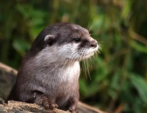 世界上什么动物最聪明 动物智商排名前10名 快资讯