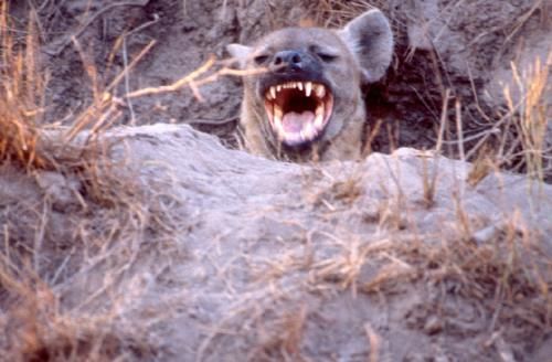 惹人讨厌的非洲斑鬣狗,其实是移动的“钙片机”,能吃肉、会产钙