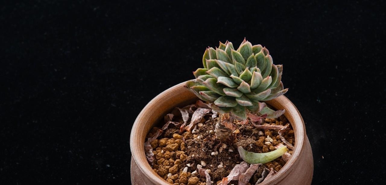 在多肉花盆上放一层石头,竟有这么大用处,涨知识了!