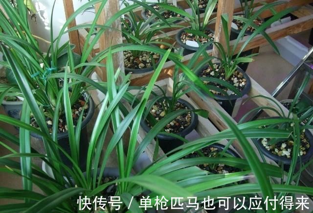 米高|养兰花?记住这个“温度”,新芽冒不停,花箭“半米高”