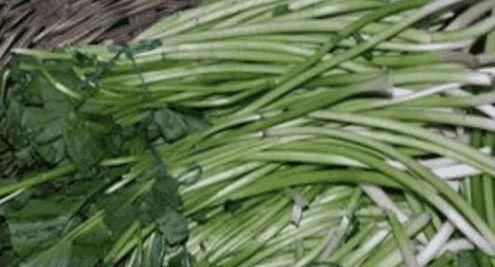 农村有些少见的野菜，能清虚热，补肝肾，明目，降肺火
