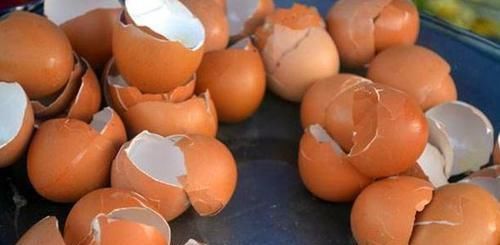 植物|用鸡蛋壳养花,少了这2步就得招虫子,养啥啥不行