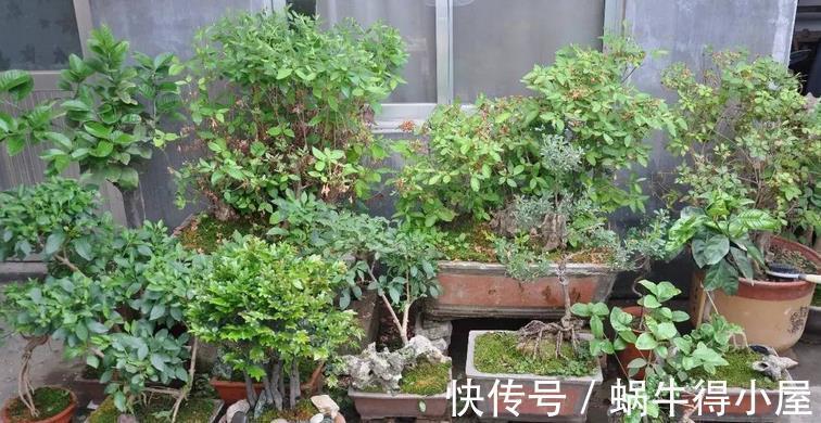 花卉|入秋后养花,这4个层面没有顾及到,生长旺期的植物一样会黄叶