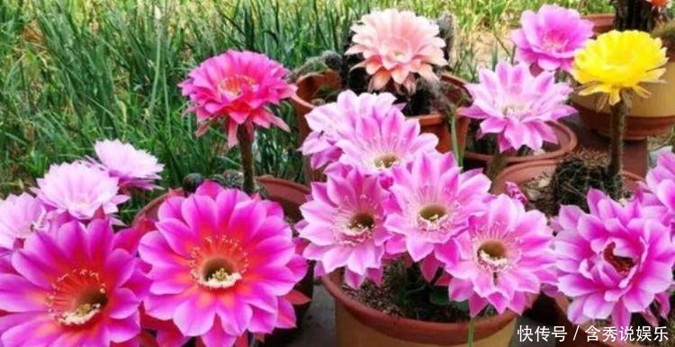 仙人|几种花养家里,比玫瑰更好看,楚楚动人,清香袭人