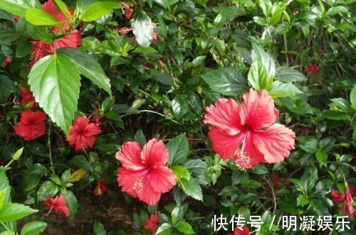 长春花|世界六大花期最长的花，养一盆全年有花赏，快看看你养过没