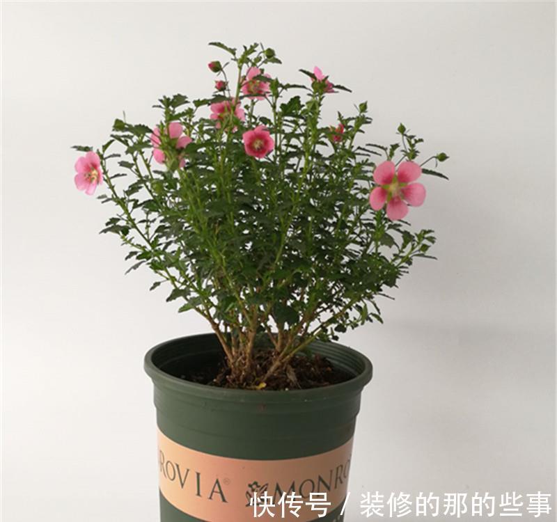 花树|修木槿小技巧：哪些枝叶早剪掉早受益？