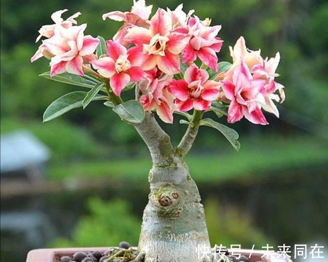这5种盆栽植物掌握特性真的很好养：“人越懒花越旺”