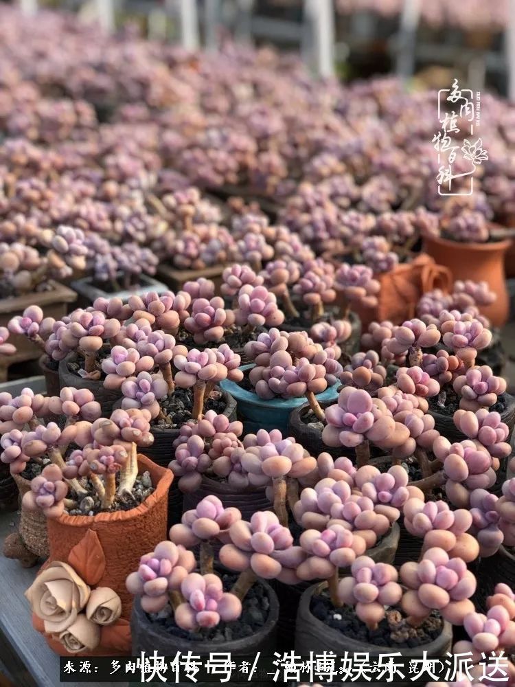 挂区|因为多肉,背井离乡来到开挂区,多肉变好看,小伙变大叔!