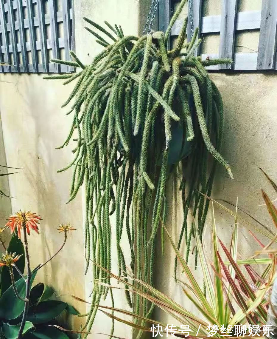 多肉的品种又多又好看,为啥自己总养不活,那是因为没看到这几种