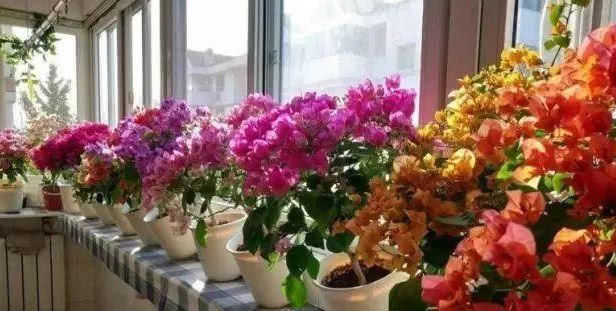 三角梅|喜欢养花,就养盆“三角梅”,越晒开花越美,整个夏天花开不断