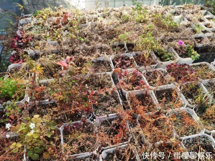 家里有此7种花,少浇水不能晒,天热要休眠早看早知道