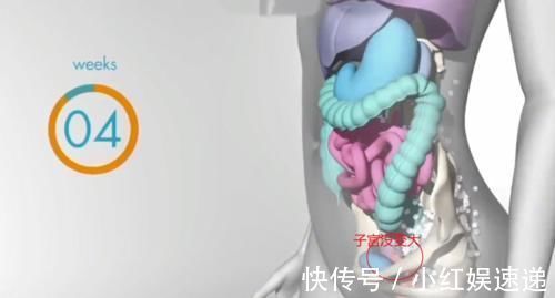 妈妈|怀胎十月,胎儿把妈妈的内脏挤哪去了?十张过程图带你了解