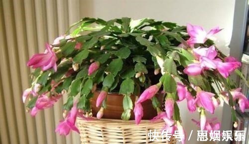 透水|蟹爪兰浇水的“小技巧”,一学就会,叶片杠杠厚,花苞压弯枝