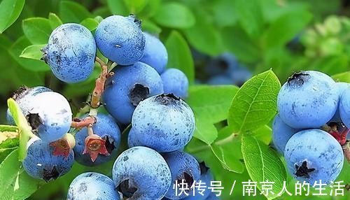 美容|对身体很好的3种食物,美容养生、延缓衰老,早吃早健康!