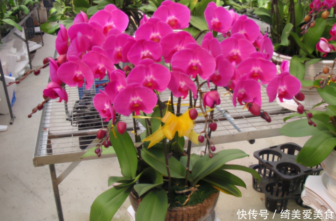 茶叶|生活中哪些材料富含钾元素,该怎么处理拿来养花?