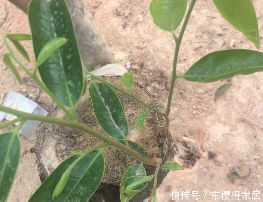 院子里有空地，就种“四大名贵树”，越大价值越高