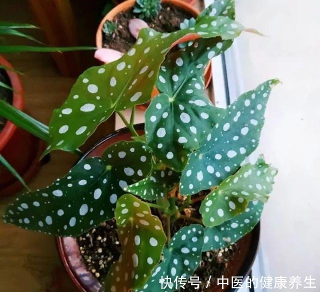 别养绿萝了,这20种耐阴植物,养在家里更合适!