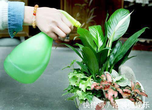 浇水|这三种水,不要用来浇花,浇一盆死一盆,尤其是夏季