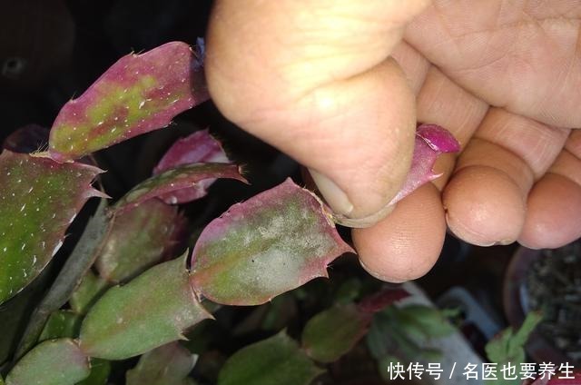 蟹爪兰生长期中的光照度最为重要,该需要什么程度的光照呢!