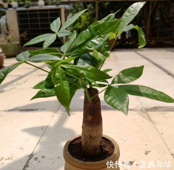 发财树就是这么好养,只需4步,枝叶繁茂,再也不黄叶烂根