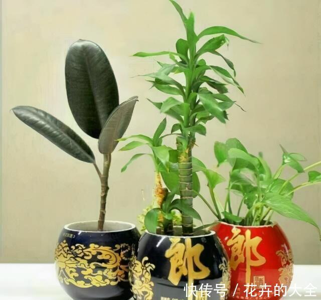 自制|在家用这4种东西自制花盆,简单方便还好看!透气性高养花好