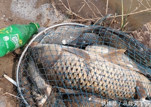 想钓大鲤鱼很难么教你4招钓到手软,3斤一下直接放生!