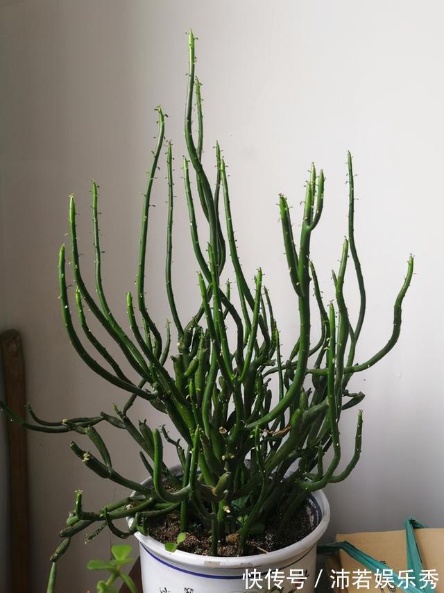 洋水仙|6种“有毒花”,连叶片都有毒,很多人家里都养了,看看你中招没