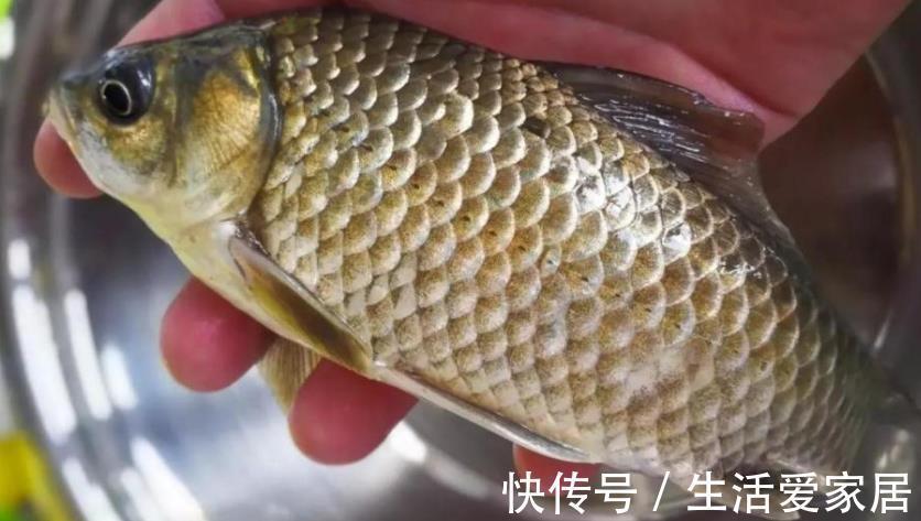 鲫鱼|八月湿气重,记得多喝这碗汤,营养美味易消化,每周喝三次!