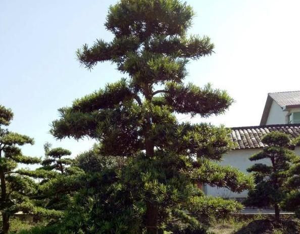枝繁叶茂|乡下村长家门口有棵“镇宅树”，几波盆景人想买，怎么说都不肯卖