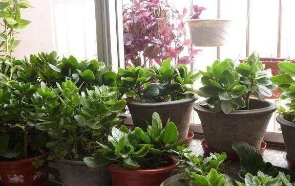 蚊香烧剩的灰,竟是养花的“宝贝”,增肥、杀虫作用大