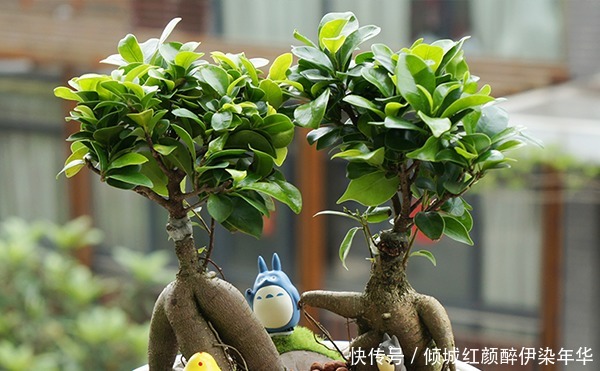 你丢掉的垃圾,我用来养花,一分钱不花,绿萝君子兰长得绿油油!