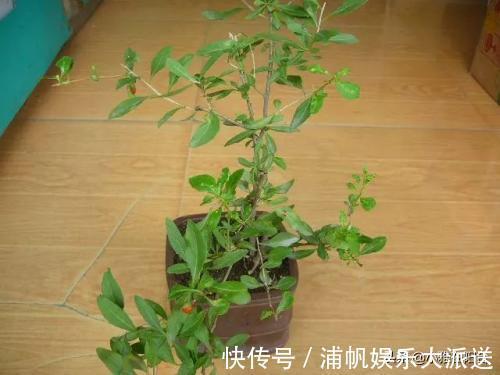 叶绿枝壮|没钱养花就养它,剪个枝埋土里,10天生根,一年变漂亮盆景结满果