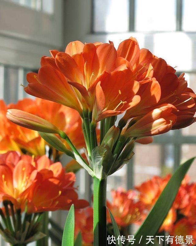 想要“养好”君子兰，建议改掉“3个坏习惯”，做对2件事