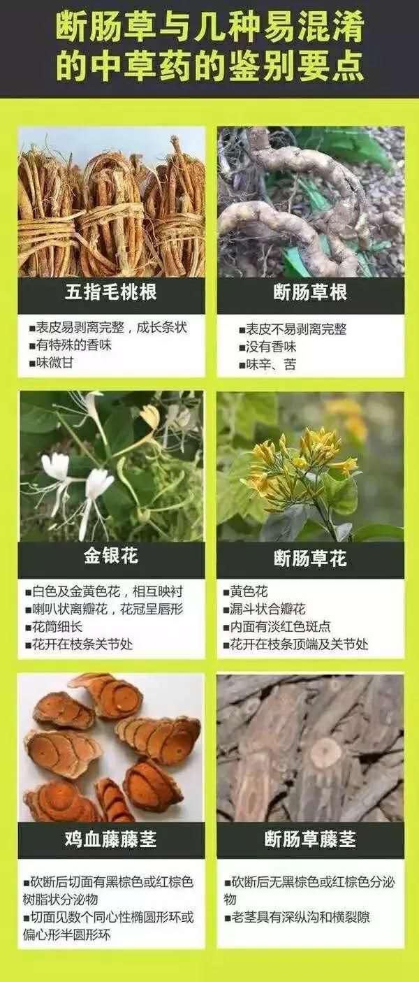 广东省市场监督管理局|形似杭州人常煲的草药！别碰，有剧毒