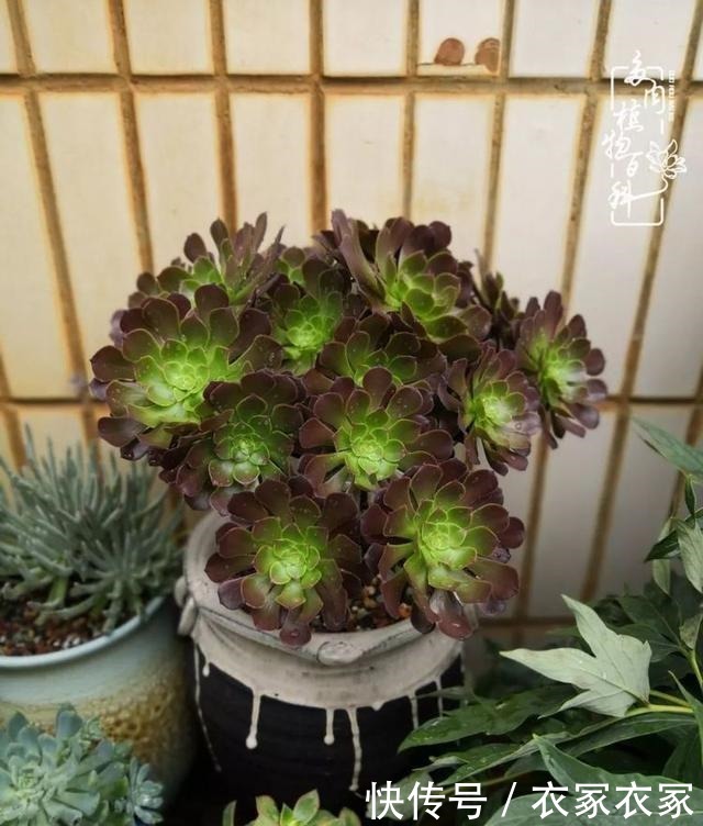 如何让多肉变美看看我是如何宠它们的!如何让多肉变美看看我是如何宠它们的!