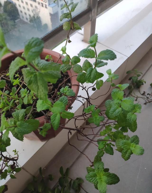 叶子|嫌花长的丑,趁现在砍头,满盆都是新叶子!