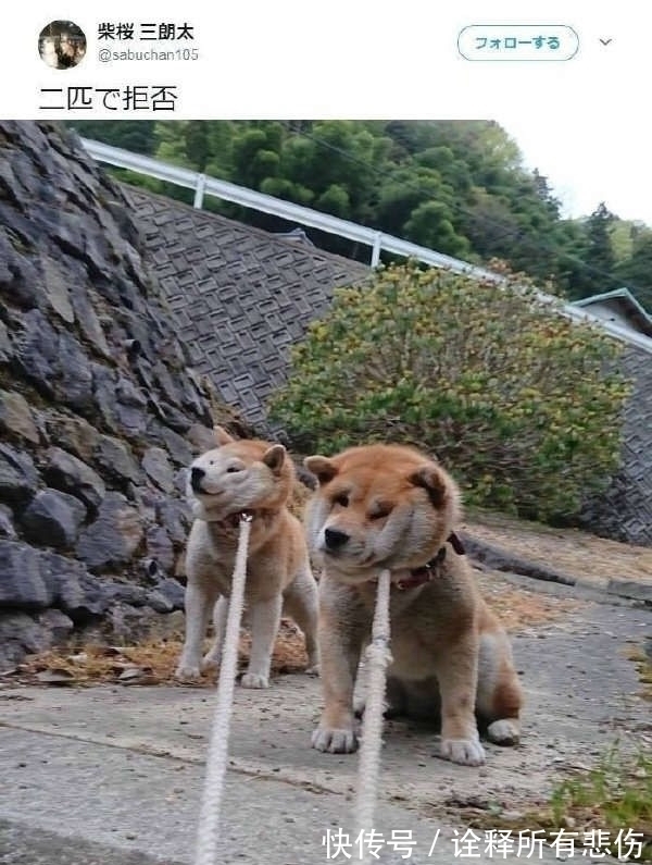 |搞笑图片笑话段子:家里就你最辛苦了,全身都白了!