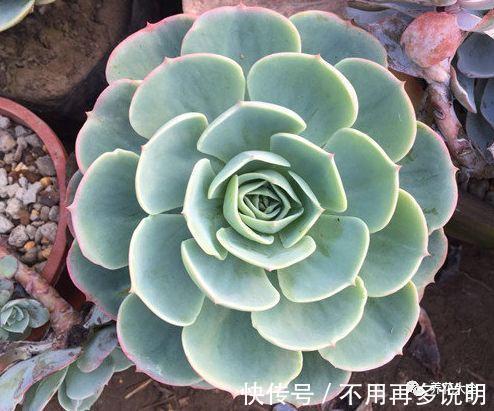 干透|多肉就养这7种,散养不用管也能呼呼长,想养死都难!