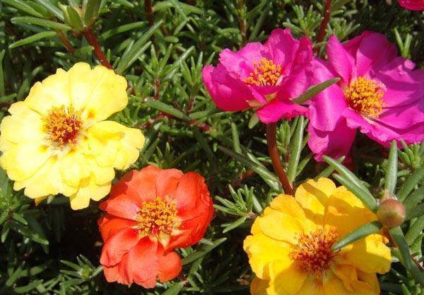 花质|养花试试这几款,花大色艳,花质堪称群花之首