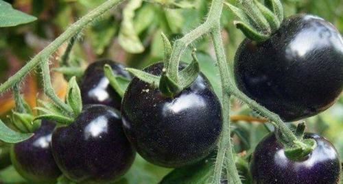 女性不想老，不妨多吃3种食物，清肝明目，延缓衰老，谁吃谁受益