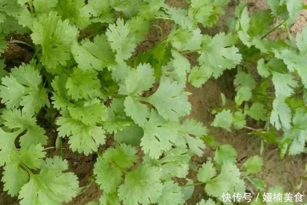 饺子馅|农村婆婆大胆尝试，把饺子馅换种做法，吃完全家都点赞！