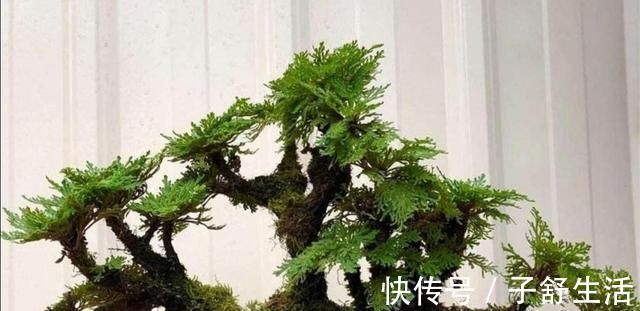 花盆|野外有3种“植物”，遇水就活，非常好养，还能做盆景