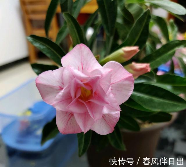 沙漠玫瑰渡劫失败，几天就直接化水，心疼我的傻妹